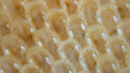 Bryozoa Flustra foliacea under microscope, Cheilostomatida order. The photo shows multi-row horny...