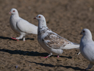 Obraz premium white doves on the beach