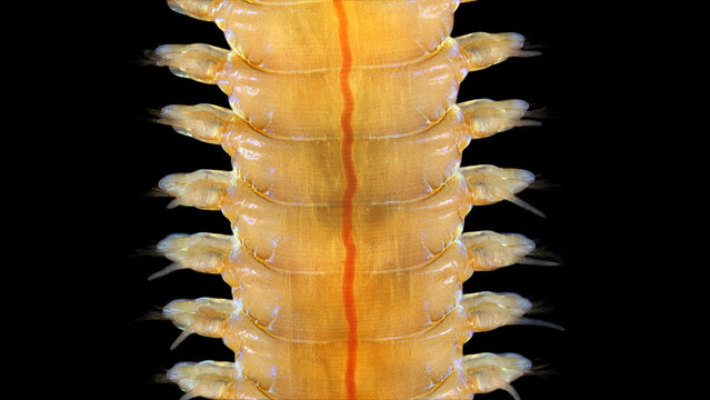 Worm Polychaeta Nereis sp. family Nereididae close-up. The photo shows a part of the body where parapodia, bristles and circulatory system are visible. White Sea