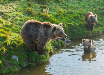 brown bear in the river