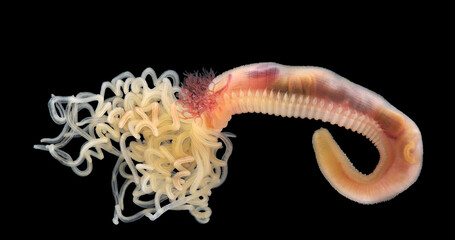 Worm Polychaeta family Terebellidae under a microscope, phylum Annelida. Possibly species...