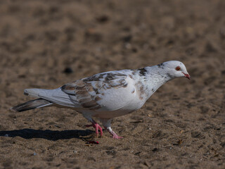 white dove on the beach