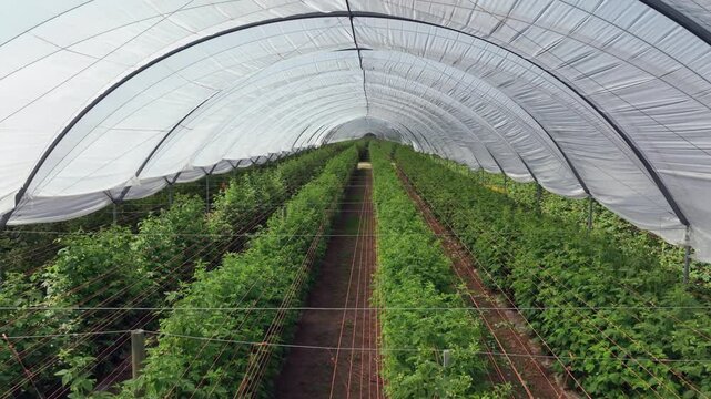 Aerial pulls back along rows of raspberry plants in long greenhouse