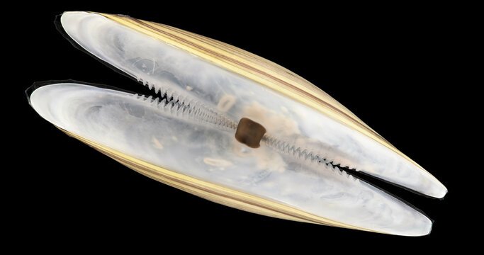 Mollusca Yoldia hyperborea under microscope , order Nuculanida. The photo shows an empty shell with a taxodont or serrated interlocking of shells. White Sea
