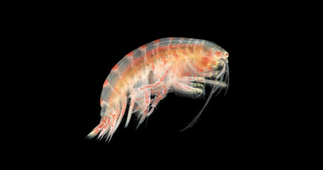 Crustacea Amphipoda under microscope, Superorder Peracarida. Sample found in White Sea