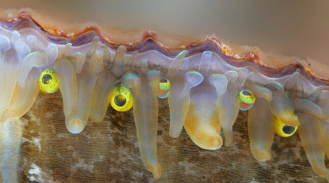 Mollusca Chlamys islandica, family Pectinidae under a microscope, order Pectinida. Visible mantle tentacles and eyes. White Sea