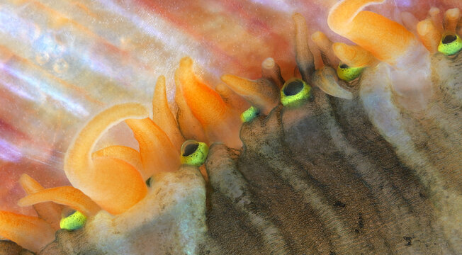 Mollusca Chlamys islandica, family Pectinidae under a microscope, order Pectinida. Visible mantle tentacles and eyes. White Sea