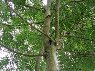 view from under a large old tree with lush branches