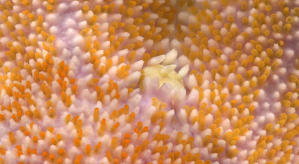 Starfish Solaster endeca under microscope, family Solasteridae. Asteroidea. In photo is a madreporite plate and gills. White Sea