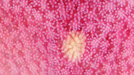 Young starfish Henricia sp. under microscope, family Echinasteridae. Asteroidea. In photo is a madreporite plate, used to filter water in water-vascular system of echinoderms. White Sea