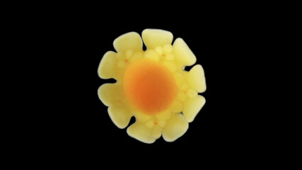 Larva of starfish Pteraster militaris under microscope, class Pterasteridae. This species is...