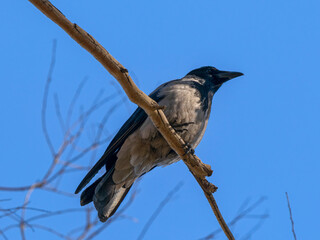 a beautiful crow on a tree branch