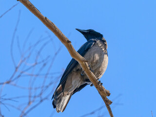 a beautiful crow on a tree branch