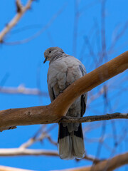 pigeon on a tree branch