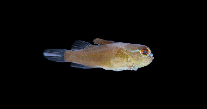 Young fish Cyclopterus lumpus, family Cyclopteridae close-up.Juvenile lumpfish exhibit biofluorescence. White Sea