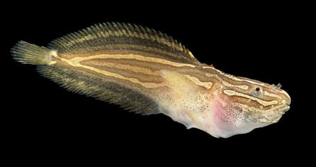 Rare fish Liparis liparis close-up. Bottom sedentary fish, feeds mainly on small crustaceans. White...