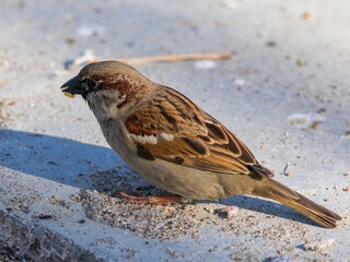 a cute sparrow in the park
