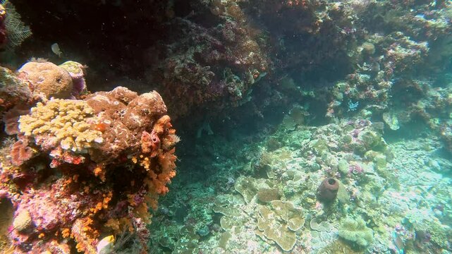 Pinktail triggerfish swims on coral reef.