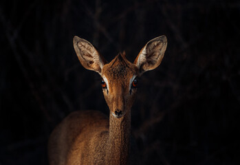 Deer animal nature dikdik african wilderness