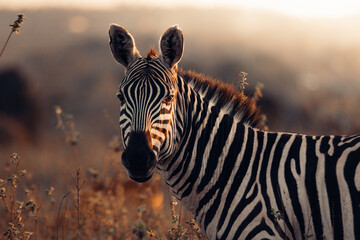Zebra horse african animal wildlife