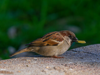 a cute sparrow in the park