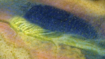 Worm Polychaeta Flabelligera sp., family Flabelligeridae. Known as bristle-cage worms. The photo...