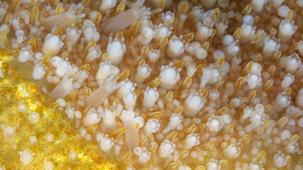 Hydrozoa family Hydractiniidae under microscope, genus Hydractinia, possibly Hydractinia echinata. The photo shows their colony. White Sea