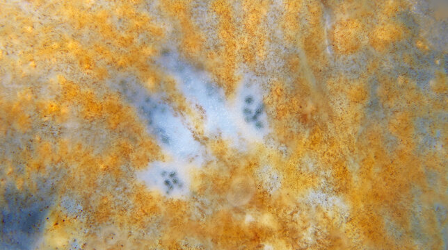Worm order Polycladida under a microscope, possibly Notoplana sp. There are eyes in photo. The specimen was found in the White Sea.