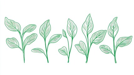 Elegant Green Leaf Design: A Detailed Botanical Illustration