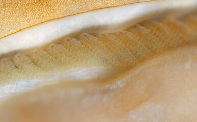Mollusca Tonicella marmorea under microscope, order Chitonida. The foto shows gills close up. White...