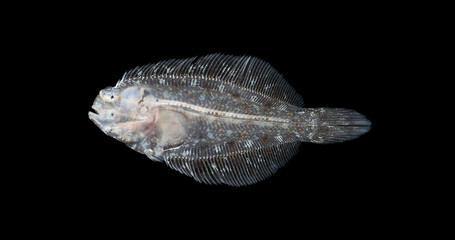 Young fish Platichthys flesus, family Pleuronectidae close-up. The photo shows the lower part of the body. White Sea