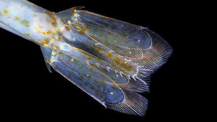 Shrimp Eualus gaimardii close-up, order Decapoda. Family Thoridae. In the photo, the last pair of...