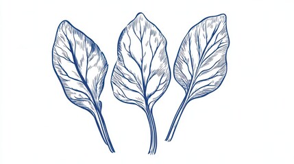 Stunning Botanical Illustration of Leaves, Exquisite Line Art Design