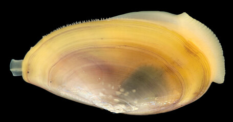 Mollusca Yoldia hyperborea close up, order Nuculanida. The photo shows the siphon, leg and mantle tentacles. White Sea © shoma81