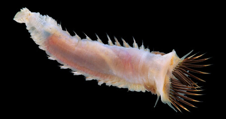 Worm family Pectinariidae under a microscope, genus Pectinaria sp., possibly Pectinaria hyperborea....