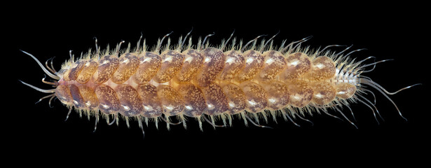 Worm Polychaeta close up, Polynoidae family. Possibly Harmothoe sp. Have shield-like scales for...