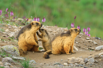 Golden Marmot.
Golden Marmot at Deosai National Park, Shurdu, Pakistan