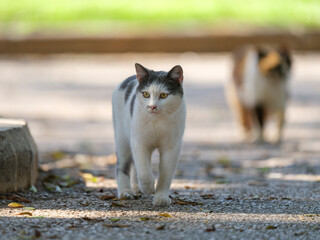 cute cat in the garden