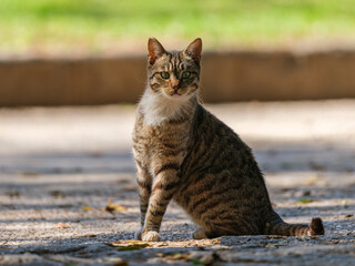 cute cat in the garden