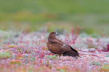 Portrait Of Black Kite.