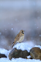 Bird at Deosai National Park, Pakistan.
