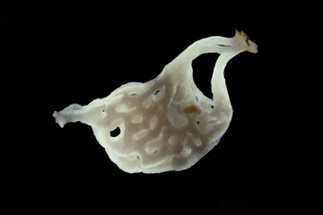 Sea sponge Guancha arnesenae under microscope, phylum Porifera. Specimen was found in White Sea