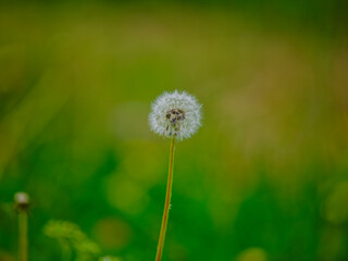 dandelion on green grass