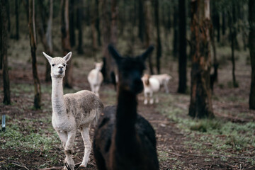 Adorable alpaca standing on a farm, showcasing its fluffy coat in a peaceful rural farm setting.