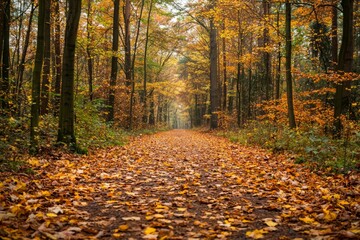 Obraz premium A quiet walk through an autumn forest, leaves crunching underfoot. The changing colors mirror the journey of growth and transformation