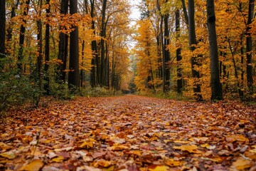 A quiet walk through an autumn forest, leaves crunching underfoot. The changing colors mirror the journey of growth and transformation