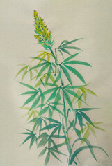 Cannabis plant and a mature flower drawn with Chinese style brushstroke on rice paper texture background