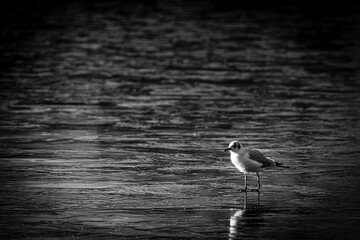 Seagull stay on frozen lake