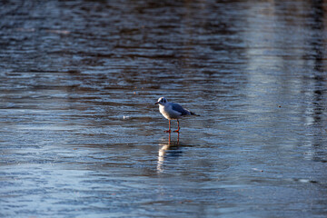Seagull stay on frozen lake