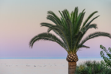 Palm tree at sunset, Torremolinos, Andalusia, Spain, Europe